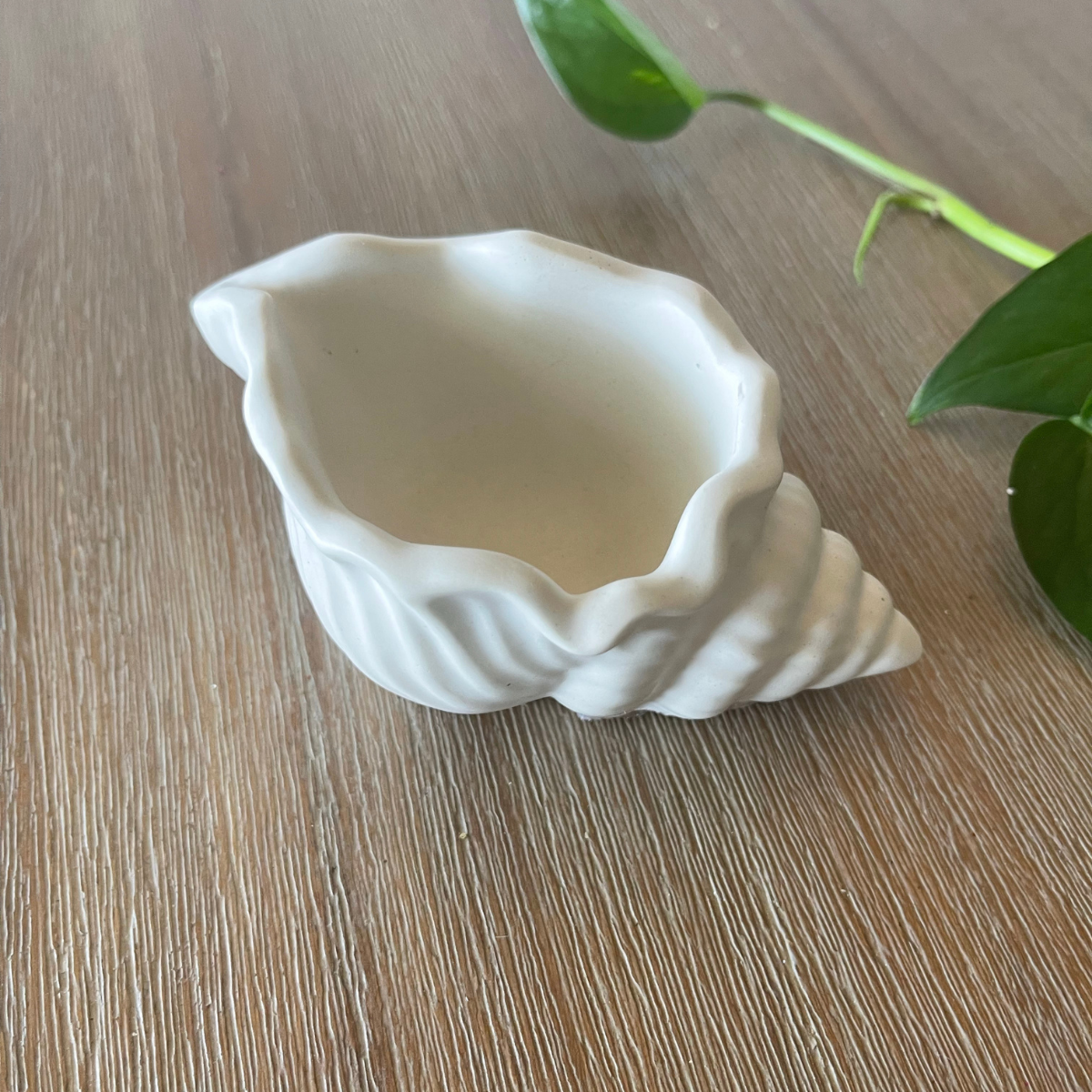 Conch Shell Trinket Dish image 2