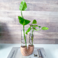 Neutral Terrazzo Propagation Station | Taper Candle Holder image 8