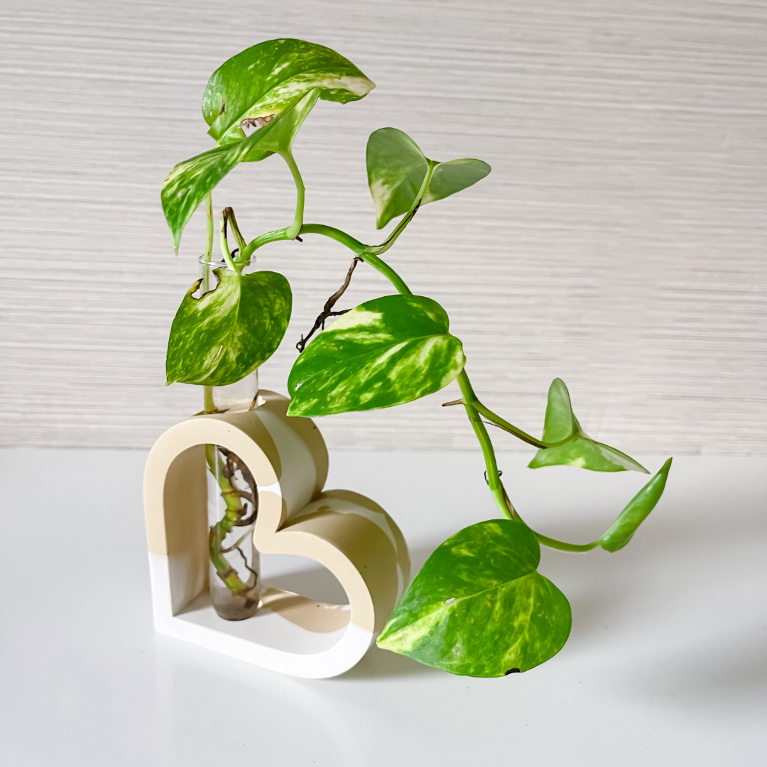 Heart Shaped Stem Vase Propagation Station image 9