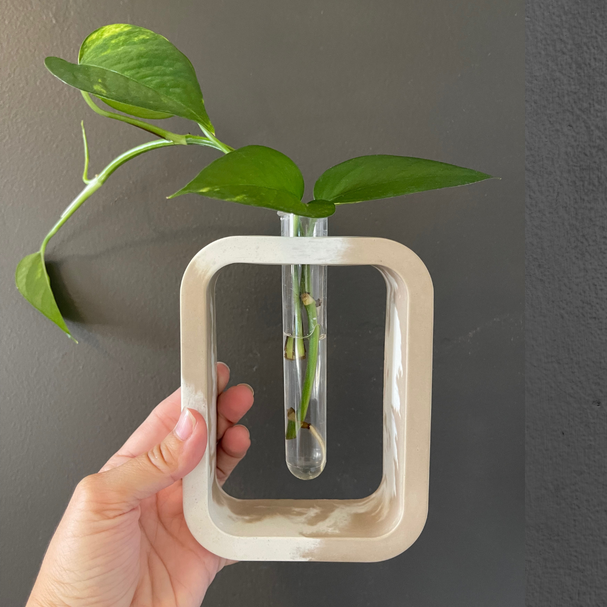 Stem Vase l Propagation Station image 1