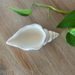 Long Conch Shell Trinket Dish image 1