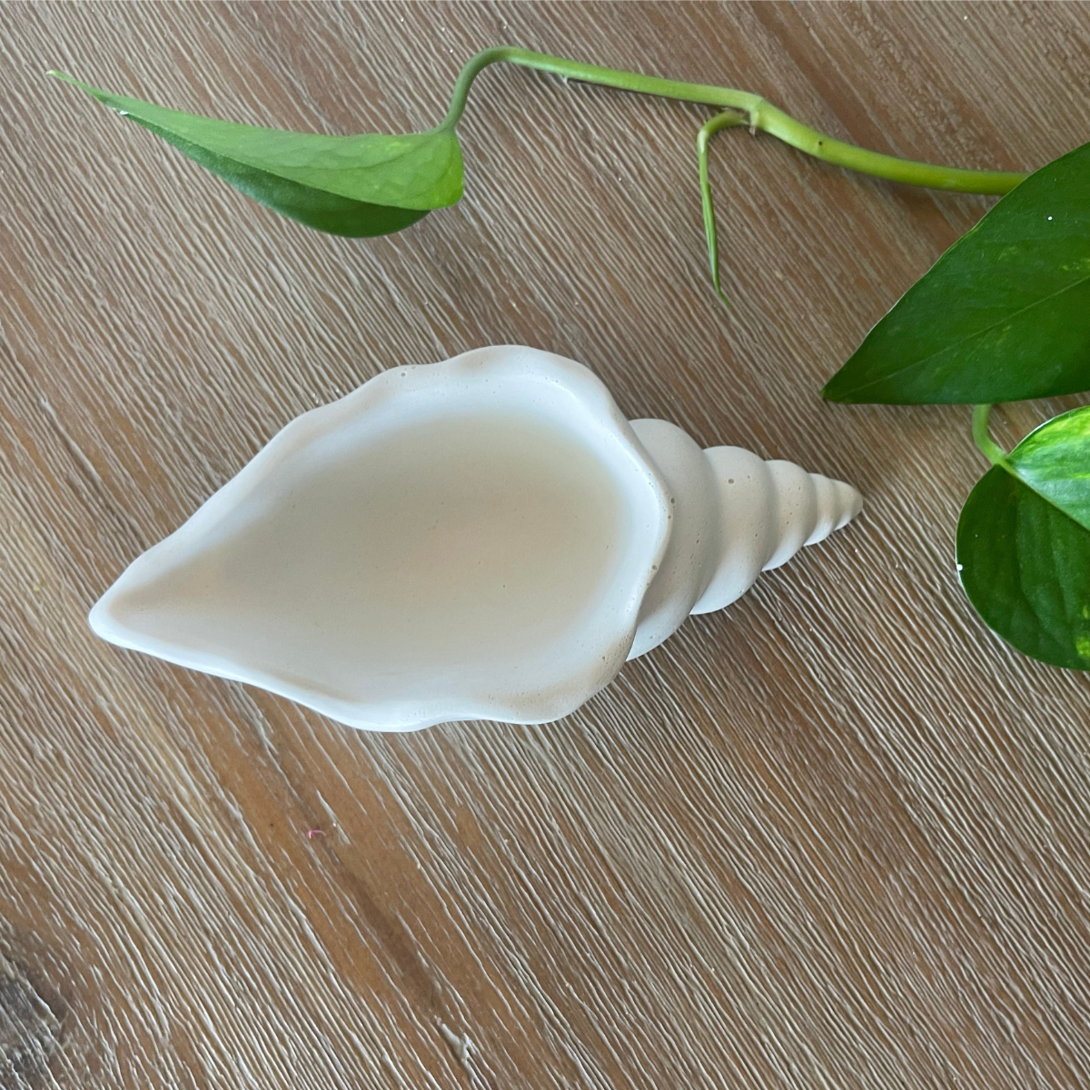 Long Conch Shell Trinket Dish image 1