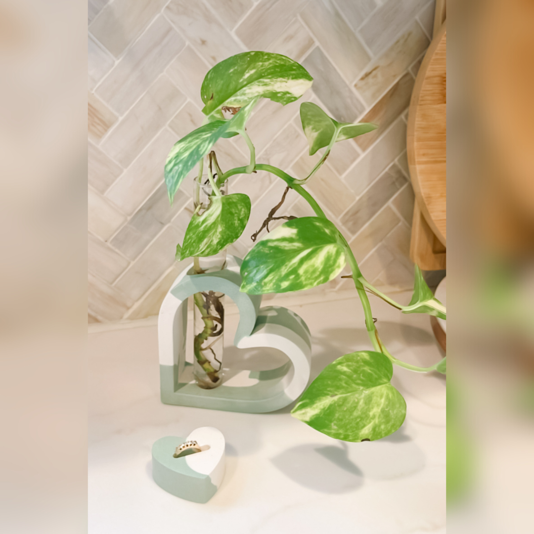 Heart Shaped Stem Vase Propagation Station image 3